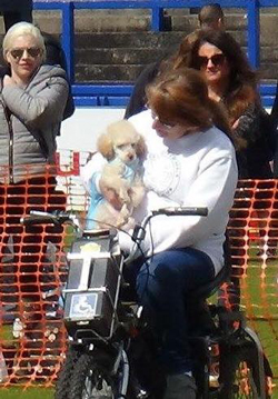 Dog Show