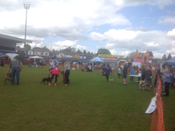 Dog Class Parade